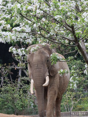 とべ動物園アフリカゾウ：リカ（メス、推定４０歳）