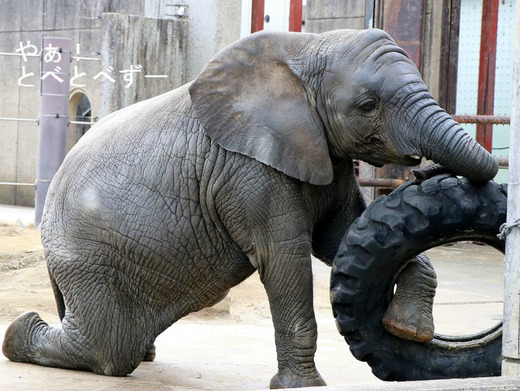 タイヤで遊ぶアフリカゾウの子象の砥愛ちゃん