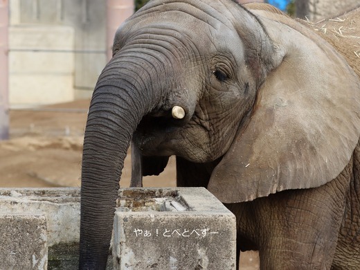 とべ動物園アフリカゾウのブログ:やぁ!とべとべずー