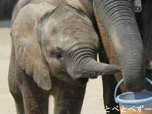 とべ動物園:ゾウの赤ちゃん・砥愛(とあ)ちゃん