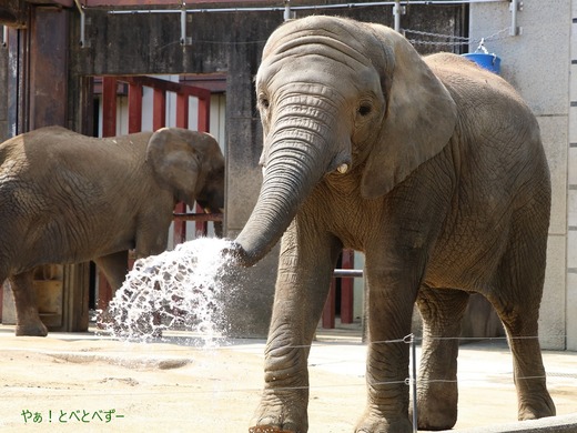 とべ動物園アフリカゾウ:アフ、リカ、媛、砥夢、砥愛