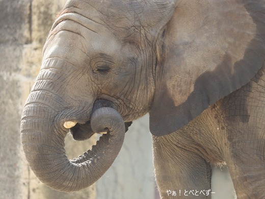 日本で唯一血縁関係のあるアフリカゾウの親子が暮らす愛媛とべ動物園