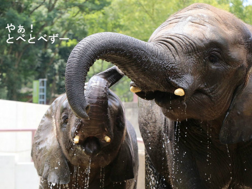 日本で唯一アフリカゾウの家族が見られる愛媛県立とべ動物園