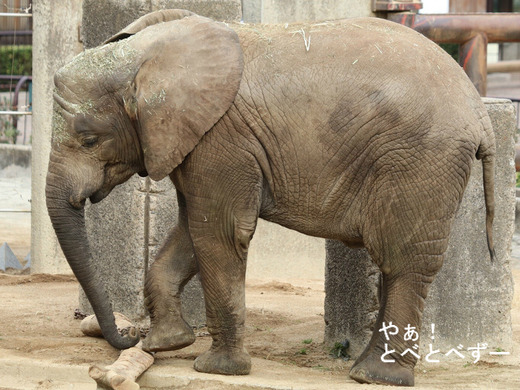 とべ動物園アフリカゾウのブログ：やぁ！とべとべずー