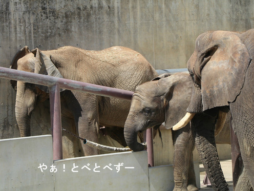 とべ動物園アフリカゾウ:アフ、リカ、媛、砥夢、砥愛