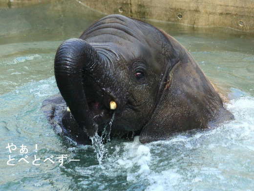 プールで遊ぶアフリカゾウの子象の砥愛ちゃん