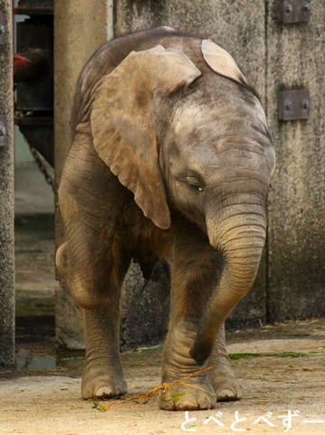 とべ動物園アフリカゾウ：砥愛（とあ）ちゃんの食事風景