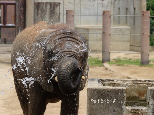 とべ動物園ブログ:砥愛、まんぷく、グレイ、小夏