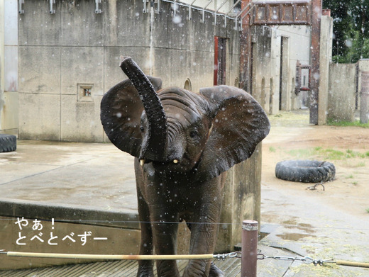 とべ動物園ブログ：砥愛、ピース、柑太郎、ティア、ハヤト、タフ