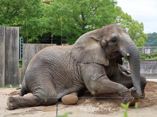 とべ動物園ブログ：やぁ！とべとべずー