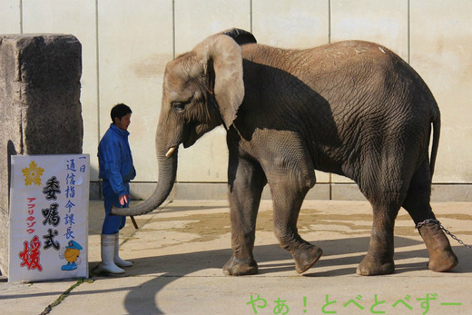 愛媛県警・通信指令課長、委嘱式：とべ動物園の媛ちゃん