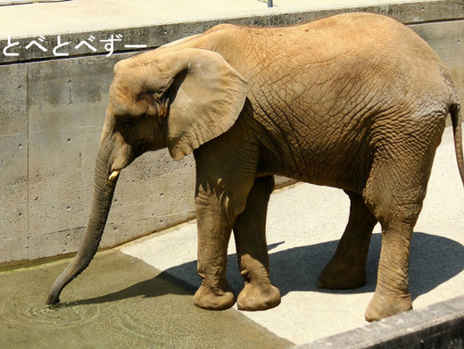 とべ動物園アフリカゾウのブログ：長女の媛ちゃん