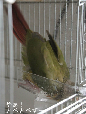 ウロコインコ：もみじさんの水浴び