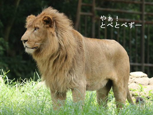 ライオンかんたろう