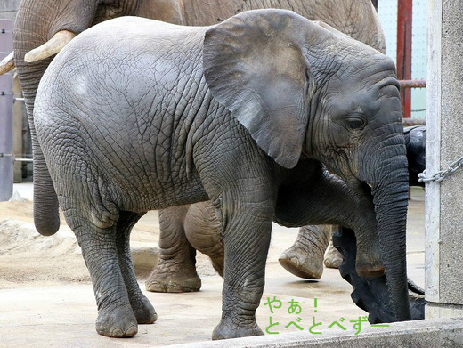 とべ動物園アフリカゾウ