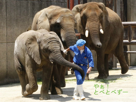 とべ動物園アフリカゾウのブログ:やぁ!とべとべずー