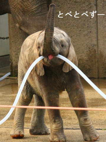 アフリカゾウの赤ちゃん、スクスク成長中（砥部動物園）