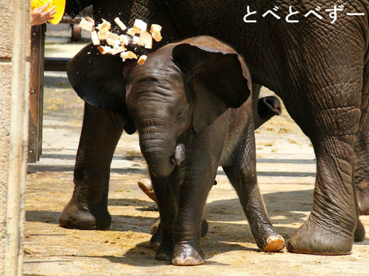 パンが大好きなアフリカゾウの赤ちゃん・砥愛（とあ）ちゃん