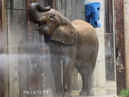 とべ動物園ブログ:媛、まんぷく、ララ、イオ、フー