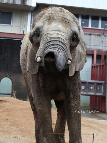 日本で初めて人工哺育で育った媛ちゃん：愛媛とべ動物園