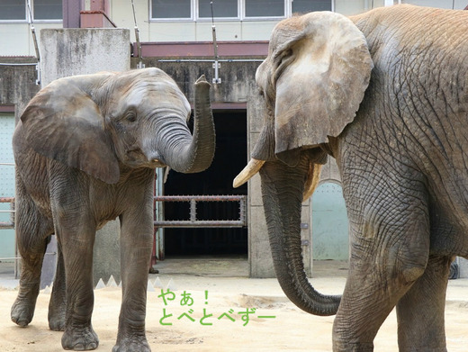とべ動物園アフリカゾウ:媛