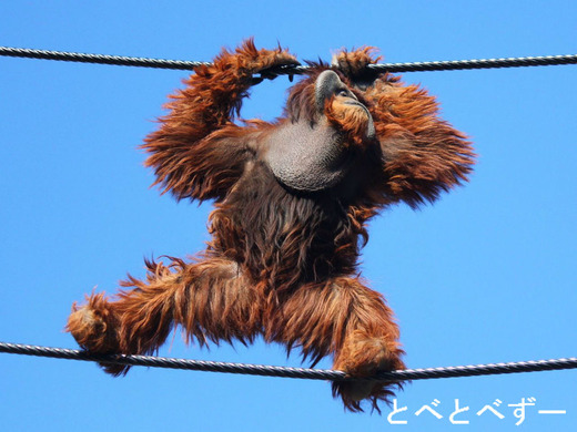 とべ動物園アフリカゾウのディディの空中散歩
