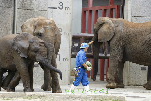 とべ動物園アフリカゾウ