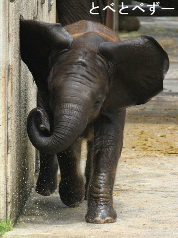 多摩動物公園に婿入りした砥夢（とむ）くんの妹、砥愛