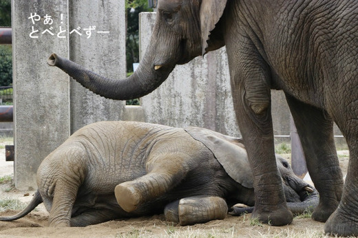 とべ動物園アフリカゾウ・砥愛ちゃんのブログ:やぁ!とべとべずー