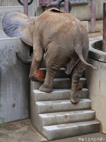 アフリカゾウのお転婆娘：砥愛（とべ動物園）
