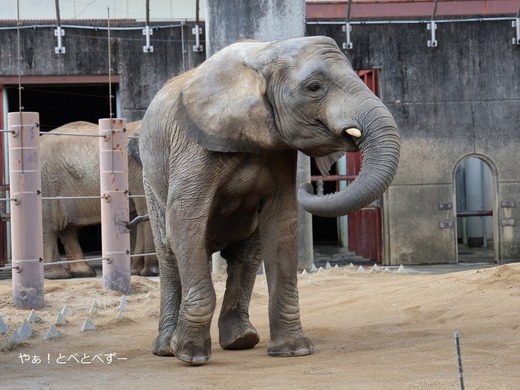 とべ動物園アフリカゾウのブログ:やぁ!とべとべずー