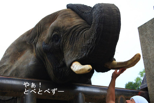 ゾウさん大好きブログ:やぁ!とべとべずー(by ケニッシュ)