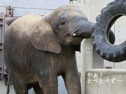 とべ動物園アフリカゾウのブログ