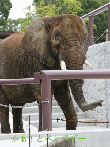 日本一のアフリカゾウのお母さん象：リカさん