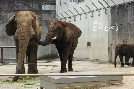 砥愛ちゃんの両親:アフくん、リカさん