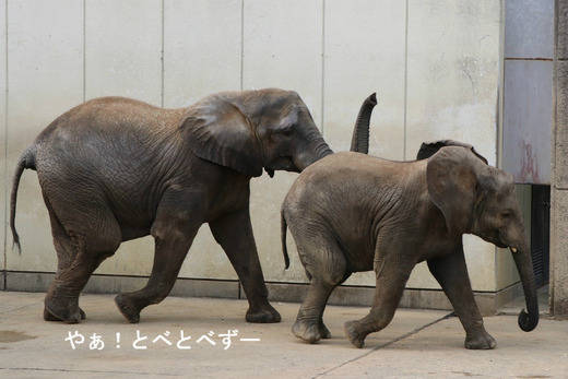 日本で初めて人工哺育で育ったアフリカゾウの媛ちゃん（11歳）