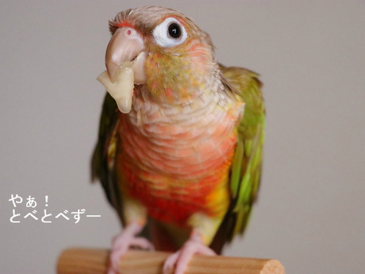 モモが大好き！ウロコインコの『もみじ』さん