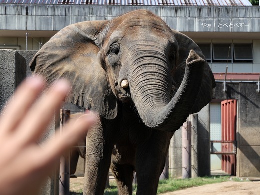 とべ動物園アフリカゾウのブログ：やぁ！とべとべずー