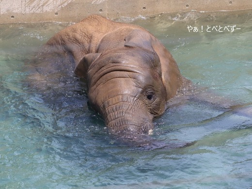 日本で唯一アフリカゾウの子象が見らえる愛媛とべ動物園