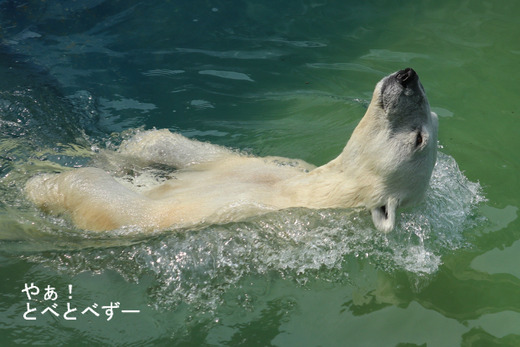 とべ動物園ホッキョクグマ：バリーバ