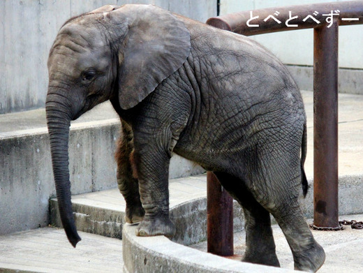 日本で唯一アフリカゾウの親子が暮らす、とべ動物園