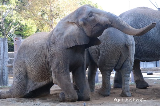 とべ動物園アフリカゾウのブログ:やぁ!とべとべずー