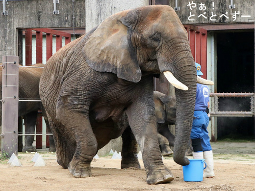 トレーニング中のアフリカゾウのお母さん象のリカさん(とべ動物園)