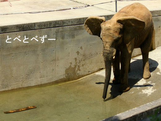 NHKで紹介されたアフリカゾウのファミリー：とべ動物園（愛媛）