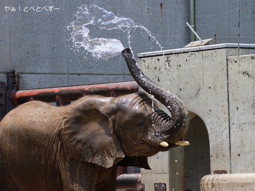とべ動物園アフリカゾウ：砥愛ちゃん（メス、１２歳）
