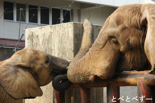 とべ動物園のアフリカゾウ親子：アフ父さんと媛ちゃん