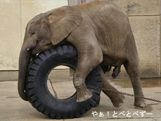 とべ動物園アフリカゾウ:タイヤで遊ぶ子象の砥愛ちゃん