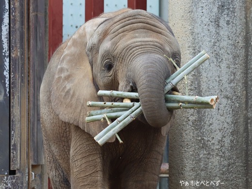 アフリカゾウ、アジアゾウ大好きブログ：やぁ！とべとべずー
