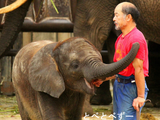 とべ動物園アフリカゾウのブログ：やぁ！とべとべずー