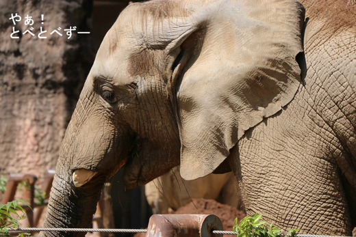 多摩動物公園に婿入りした砥夢くん(とべ動物園生まれ)